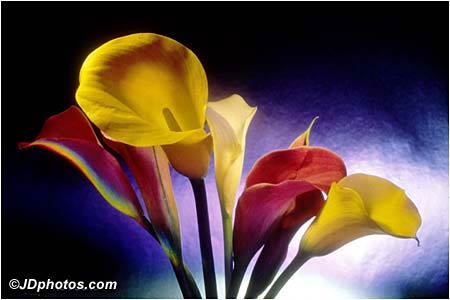 Calla Lilies eCard