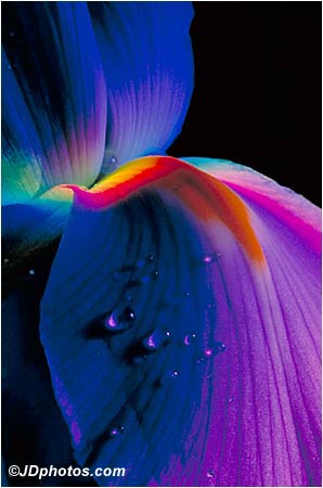 Iris Cascade Blossom