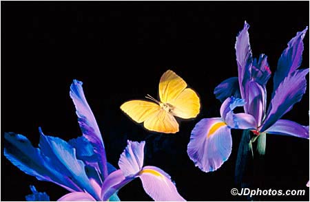 Irises and Butterfly