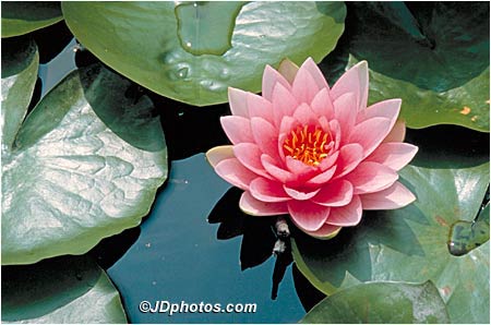 Water Lily