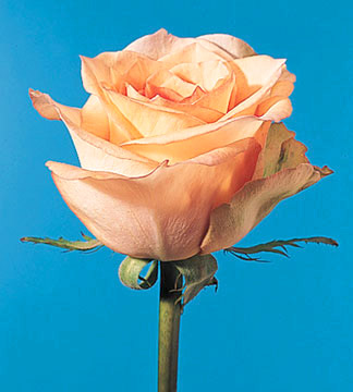 Golden Virtual Rose