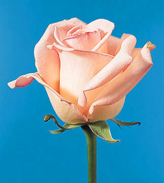 Flower Rose on Free Virtual Flowers   Blush Rose At Iflowers