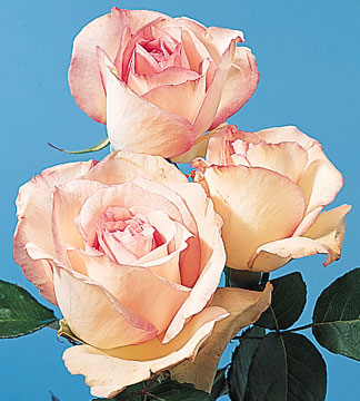 Blush Virtual Roses