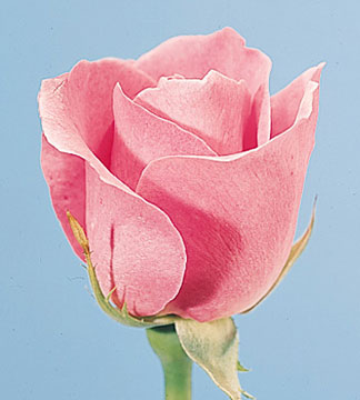 Virtual Pink Rose