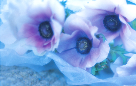 Purple Passion Virtual Flowers