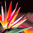Bird of Paradise