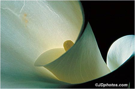 Calla Lilly