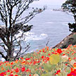 Coastal Flowers