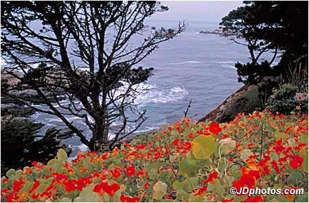 Coastal Flowers