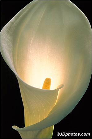 Beautiful Calla Lilly