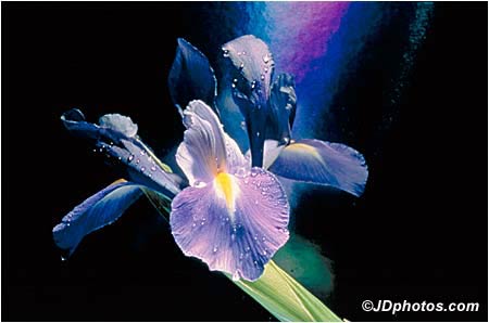 Garden Iris Bloom