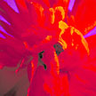 Poppy