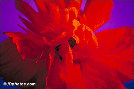 Poppy Blooms