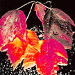 Red Leaves