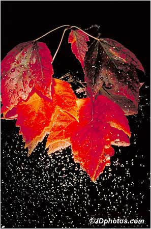 Red Leaves