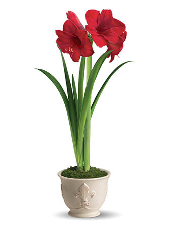 Red Amaryllis