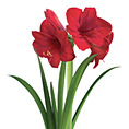 Red Amaryllis Holiday eCard