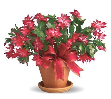 Christmas Cactus