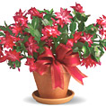 Christmas Cactus Virtual Gift