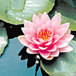 Water Lily