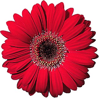 Red Gerbera Daisy