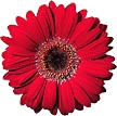 Red Gerber Daisy