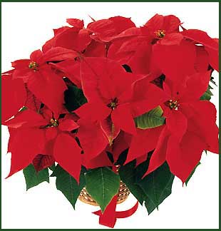 Red Poinsettia