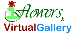 iFlowers Virtual Gallery