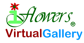iFlowers Virtual Gallery!