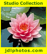 eCards Studio Collection from jdlphotos.com