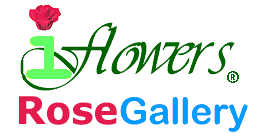 iFlowers Virtual Roses Gallery
