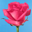 Hot Pink Rose