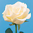 White Rose