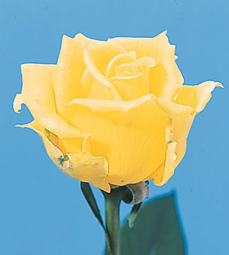 Yellow Rose