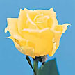 Yellow Rose