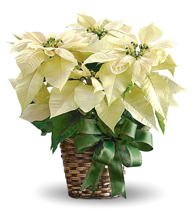 White Poinsettia