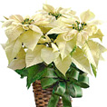 White Poinsettia