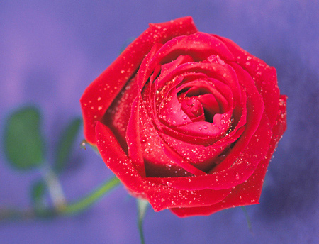 My Red Rose