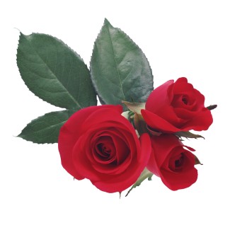 Free Red Roses Virtual Flowers Bouquet at iFlowers