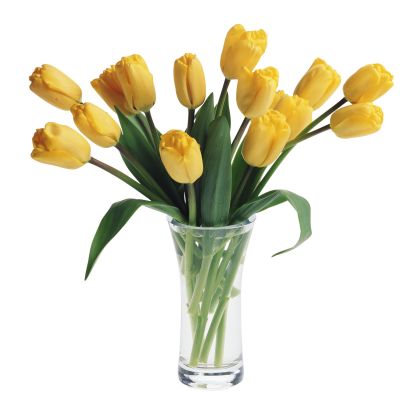 Yellow Tulips