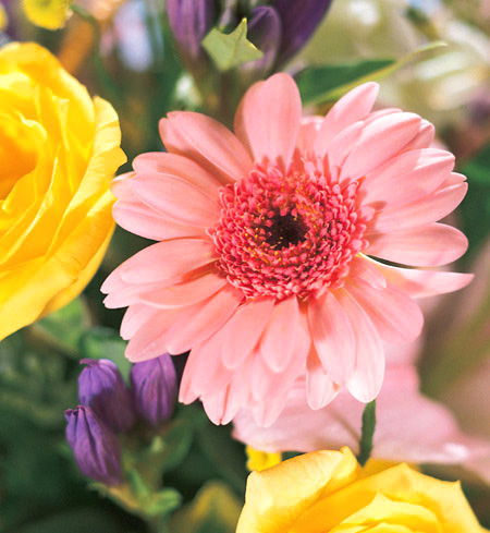 Groovy Gerbera Daisy Bouquet