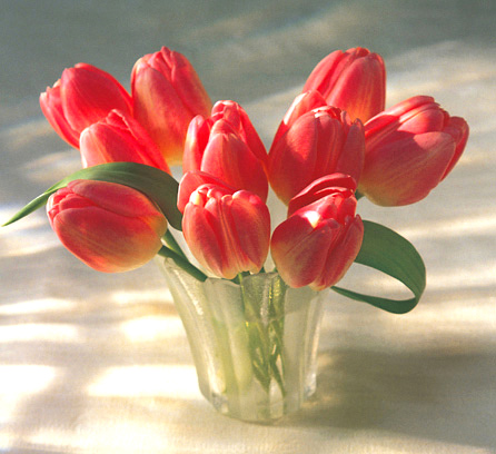 Hopeful Tulips