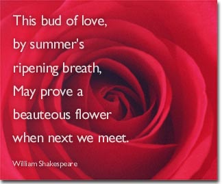 Red Rose I Love You